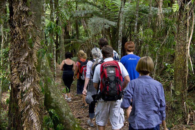 Bay of Islands Shore Excursion: Puketi Rainforest Guided Walk - Meeting and Pickup Details