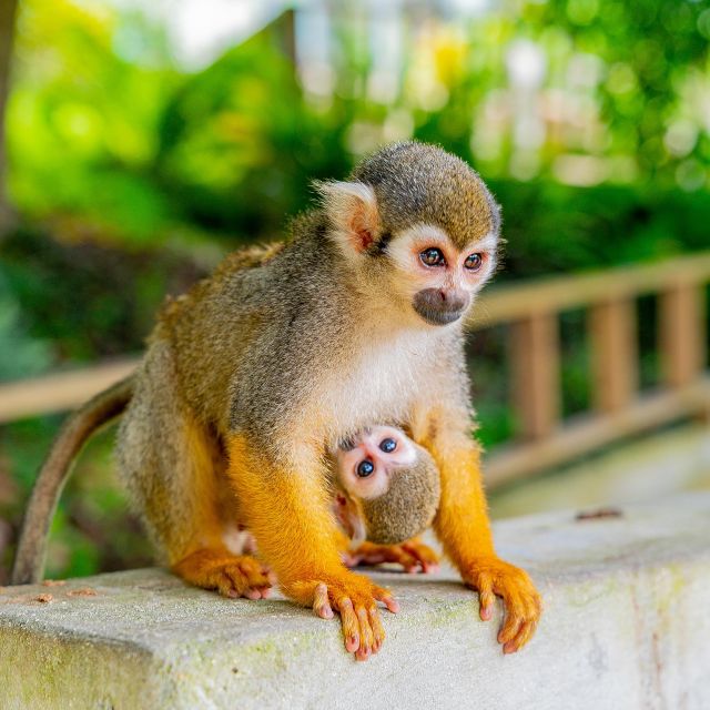 Bayahibe/La Romana: 4x4 Buggy and Monkeyland Tour - Customer Reviews