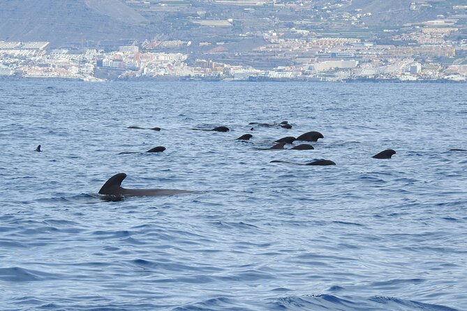Be Whale Wise - Silent Whale & Dolphin Watching in a Small Group - Booking and Confirmation