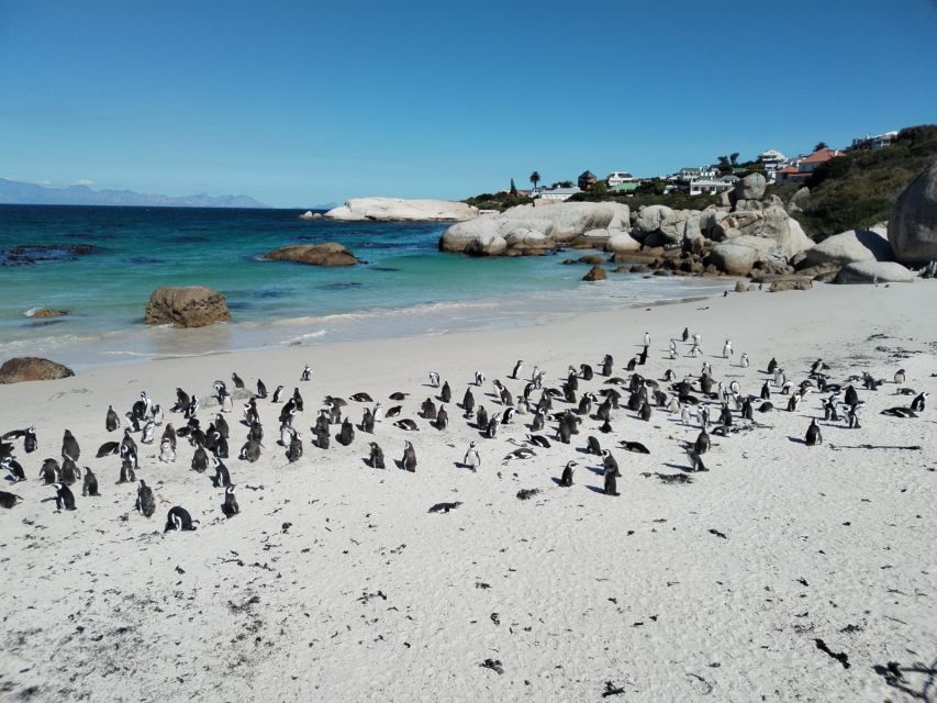 Beach Day at Boulder's Beach & Penguin Watching, Half Day - Booking Details