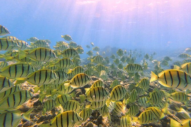 Beach Snorkel - Sea Turtle and Black Sand Lagoon - Marine Life Encounters