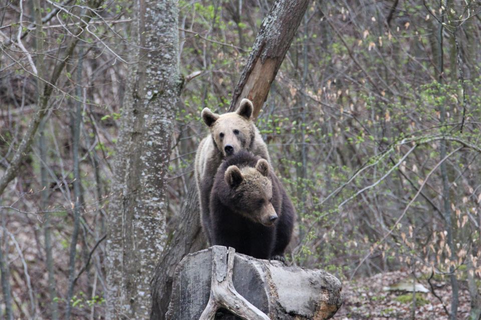 Bear Watching in the Wild Brasov - Participant Information