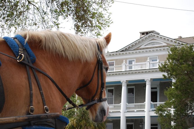 Beaufort Small-Group Historic Horse-Drawn Carriage Tour  - Hilton Head Island - Meeting and Pickup Details