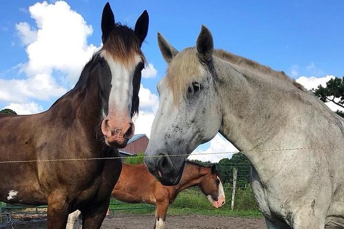 Beaufort's #1 Horse & Carriage History Tour - Meeting Point and Pickup Details