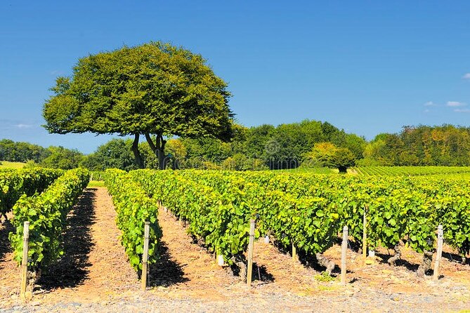 Beaujolais Wine Tasting Small-Group Half-Day Tour From Lyon - Customer Reviews