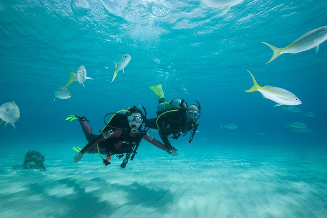 Beginners Scuba Diving Experience in Gran Canaria - Meeting and Logistics