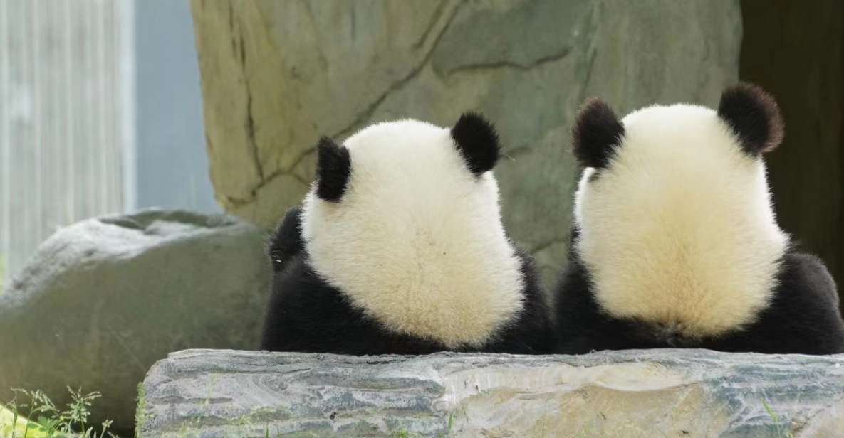 Beijing: Chengdu Day Trip With Giant Panda and Leshan Buddha - Inclusions