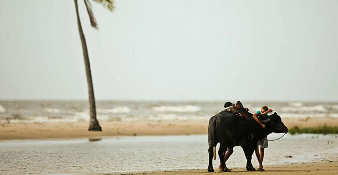 Belém: Marajó Island Day Trip With Buffalo Farm Visit - Experience Highlights and Reviews