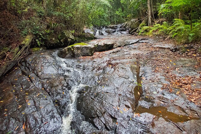 Bellthorpe Rainforest Private Tour - Inclusions