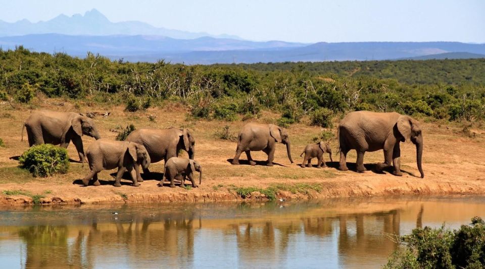 Benthota To Udawalawe National Park Safari Tour - Experience at Udawalawe National Park