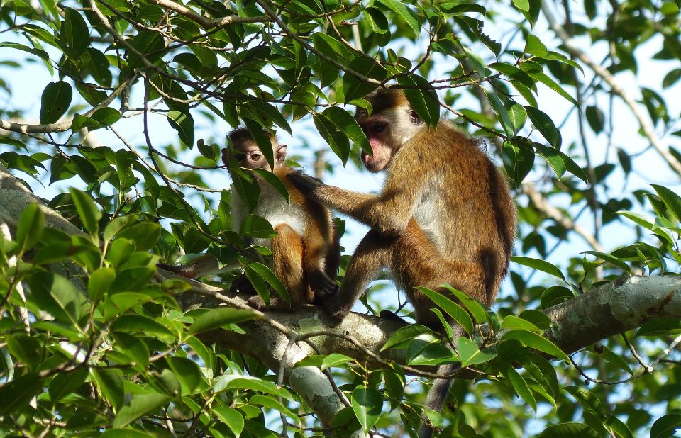 Bentota Beach, River Mangroves Lagoon, Wildlife Tour - Experience Highlights