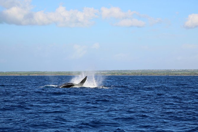 Big Island Kohala Coast Morning Whale Watch Cruise  - Big Island of Hawaii - Departure Logistics