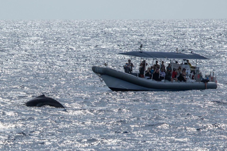 Big Island: Kona Super Raft Whale Watch - Experience Highlights