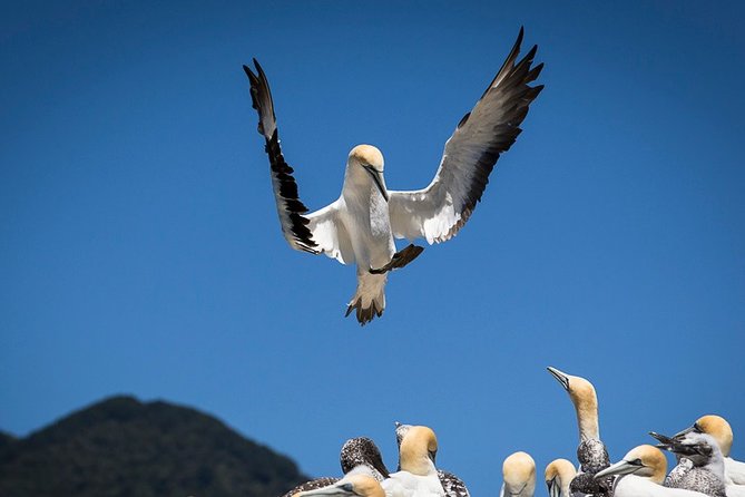 Bird Watching and Dolphin Eco-Tour From Picton - Customer Reviews