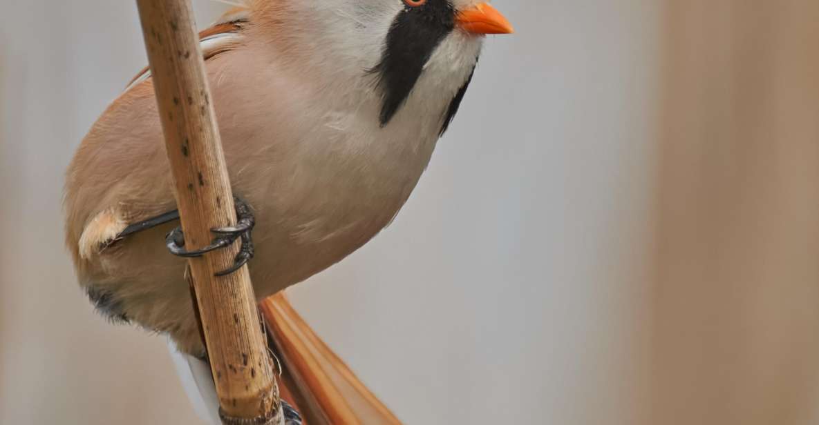 Bird Watching and Photography Private Tour Near Constanta - Highlights