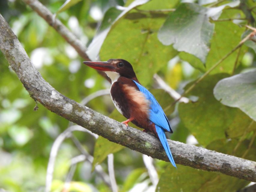 Bird Watching Day Tour - Pick up and Drop From the Hotel - Bird Watching Experience Highlights