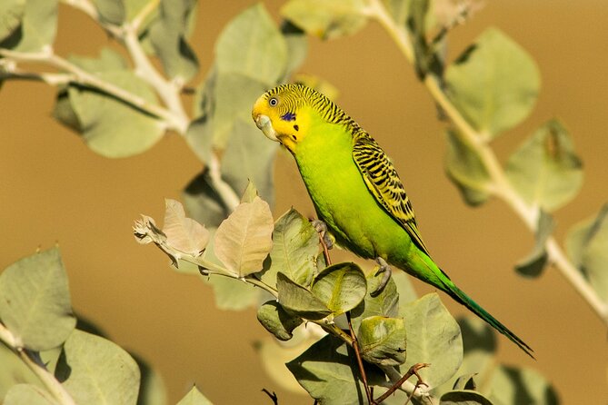 Birds of the Pilbara: Guided Birdwatching Walk, Roebourne  - Karratha - Inclusions and Exclusions