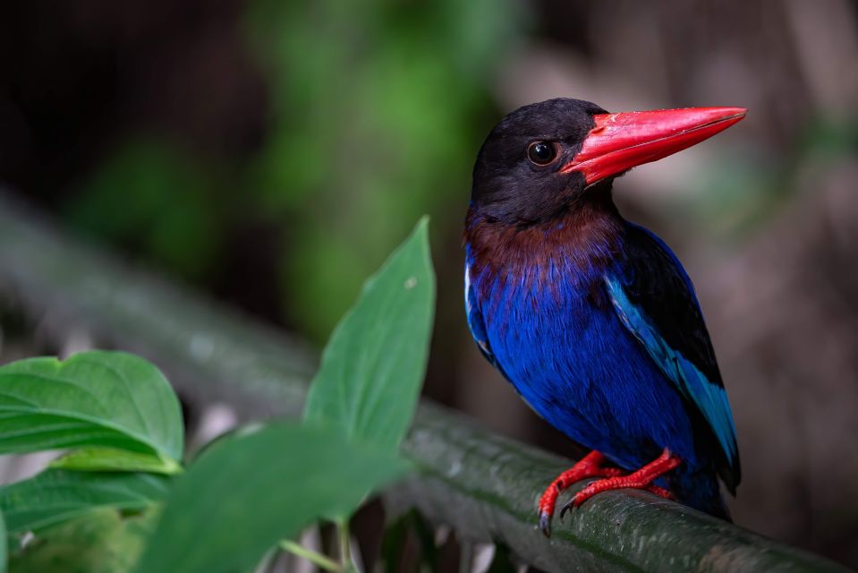 Birdwatching Around Yogyakarta - Nature Exploration Opportunities