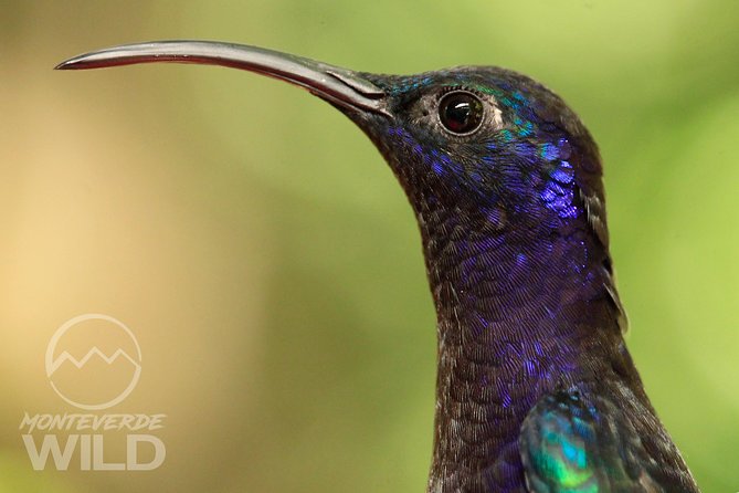 Birdwatching Tour at the Cloud Forest -Monteverde Wild- - Inclusions