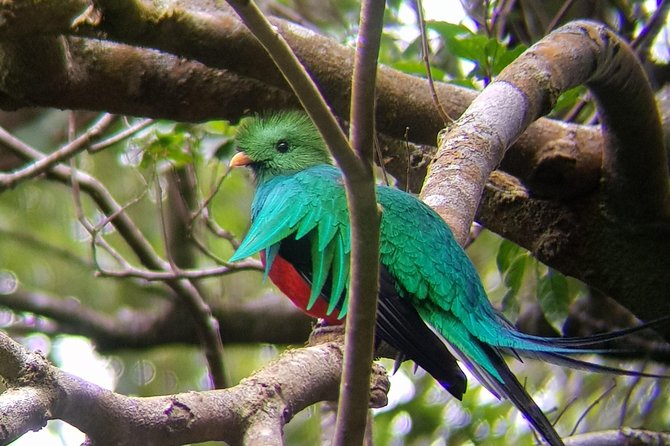Birdwatching Tour in Monteverde - Guide Expertise