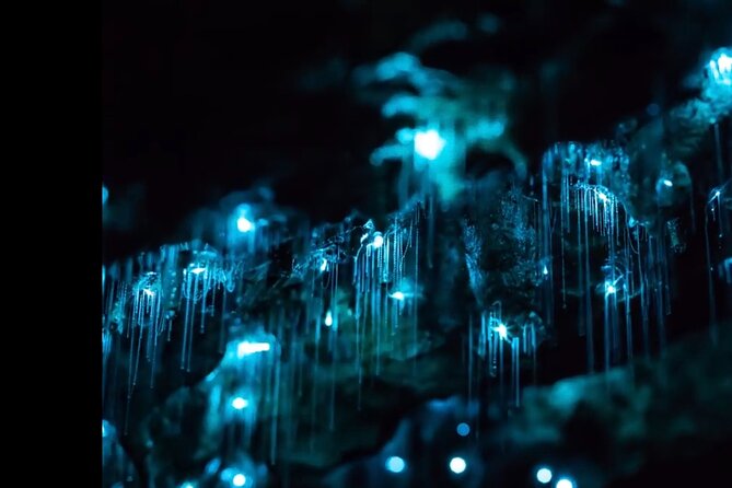 Blue Mountains Hiking Glow Worms Cave Wildlife Spotlighting Night Adventure - Review Excerpts and Highlights