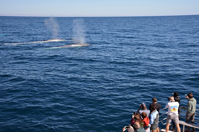 Blue Whale Perth Canyon Expedition - Traveler Reviews Analysis