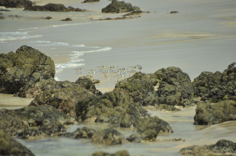 Boa Vista: Bird Watch Expedition in Natural Environment - Accessibility and Group Size