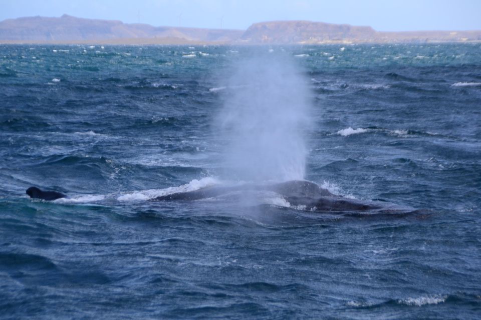 Boa Vista: Whale Watching Expedition - Expedition Features