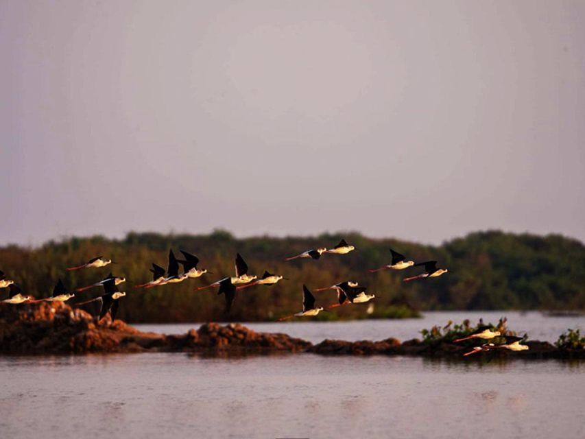 Boeng Peariang Bird Sanctuary in Siem Reap - Experience Highlights