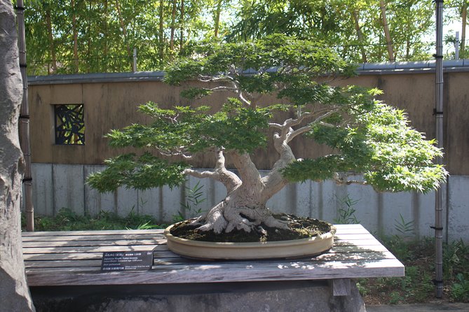 Bonsai Museum & Bonsai Experience - Bonsai Museum Highlights