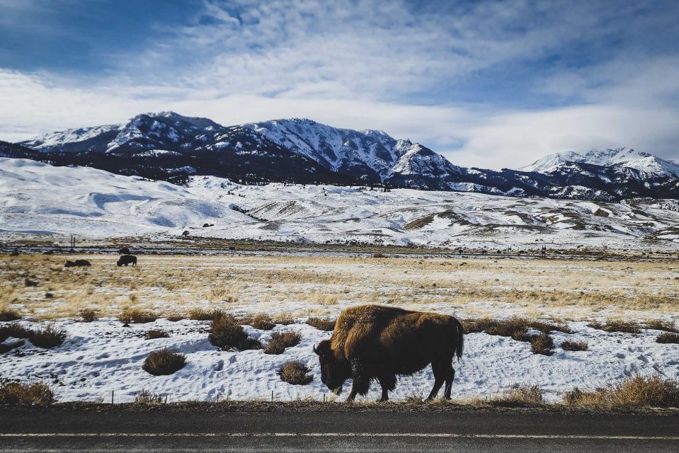 Bozeman: 6 Day Yellowstone Winter Wonderland Tour - Wildlife Encounters