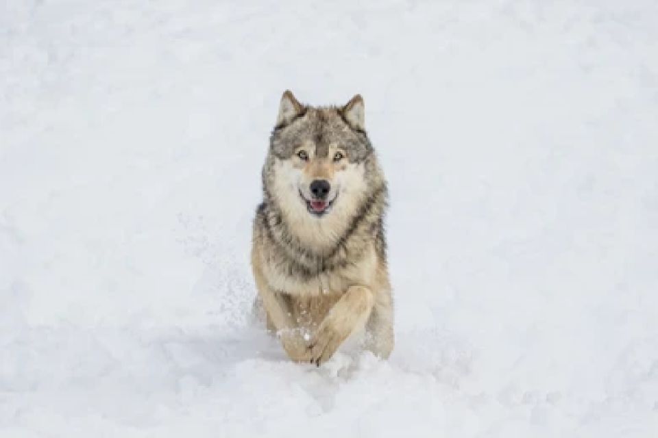 Bozeman: Yellowstone Wolves and Winter 4Day/3Night Adventure - Wildlife Encounters