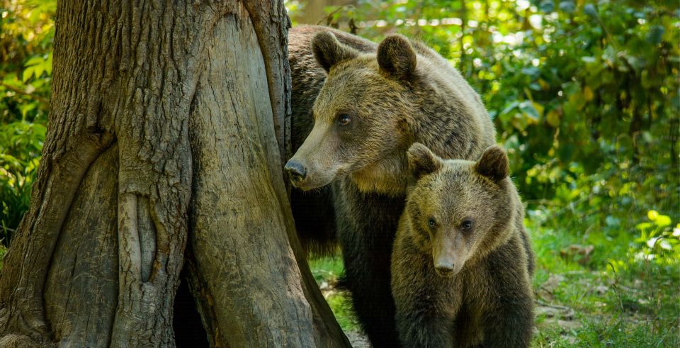 Bran: Private Guided Tour Dracula's Castle & Bear Sanctuary - Location Details