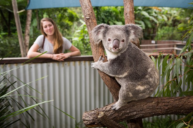 Breakfast With the Koalas at Hartleys Crocodile Park From Cairns or Palm Cove - Leisure Activities and Wildlife Presentations