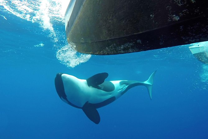 Bremer Bay Orca Experience - Marine Life Encounters