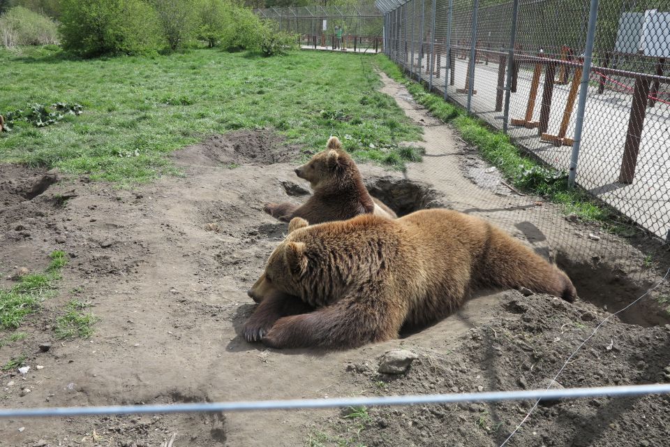 Budapest: Transport & Guided Tour of Bear and Wolf Sanctuary - Experience Highlights