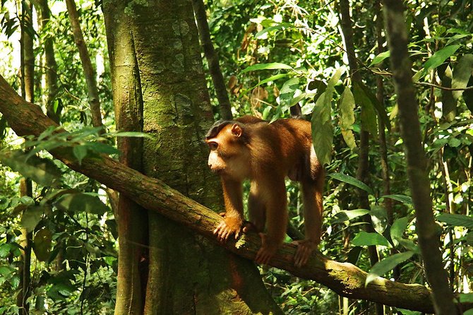 Bukit Lawang Full Day Jungle Trek - Meeting Point and Pickup Information