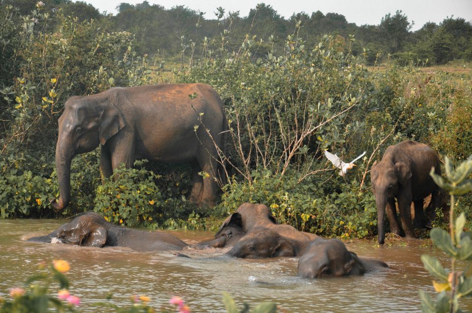 Bundala National Park: 3-Hour Morning or Evening Safari - Safari Schedule