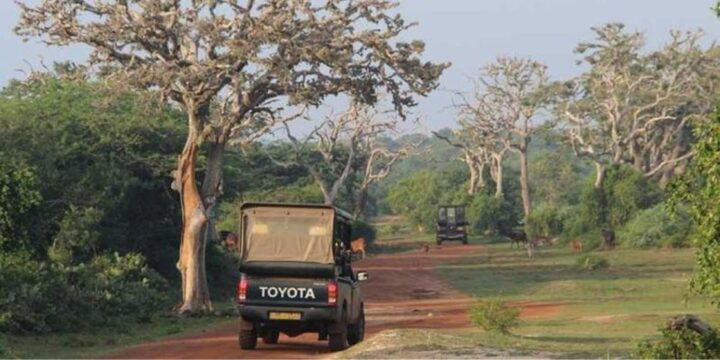 Bundala National Park: Half Day Safari From Hambantota - Experience Highlights