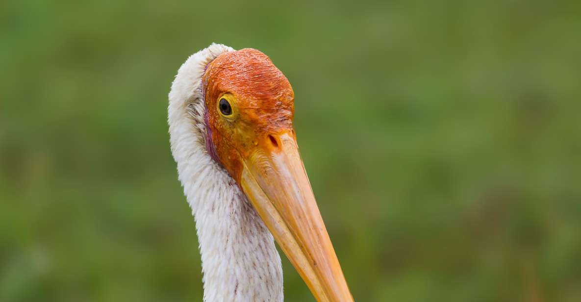 Bundala National Park Safari - Birding Paradise Tour - Experience at Bundala National Park