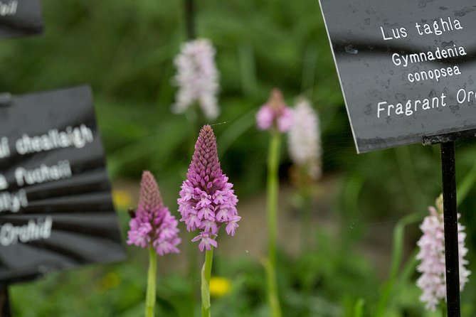 Burren Nature Sanctuary - Family-Friendly Activities