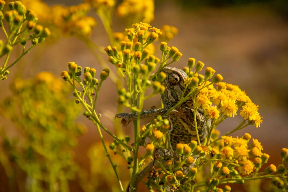 Buskett Woodlands and Dingli Cliffs Private Nature Tour - Experience Highlights