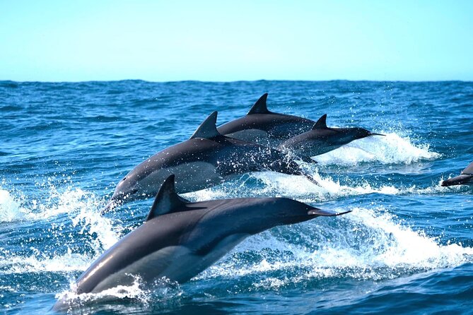 Byron Bay Dolphin Tour - Ocean Safari - Inclusions and Amenities