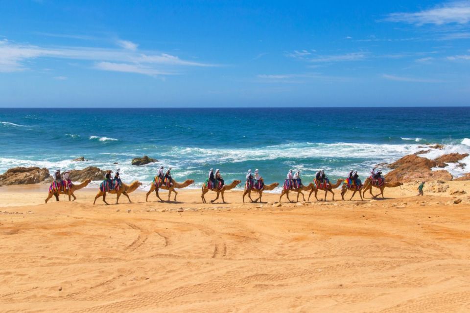 Cabo Beach: Desert Camel Tour With Mega Burrito & Tequila - Experience Highlights