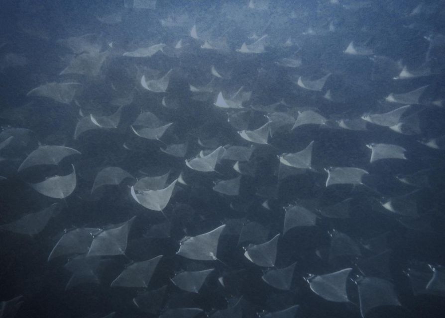 Cabo Pulmo Snorkeling - Marine Life Encounter in Crystal Waters