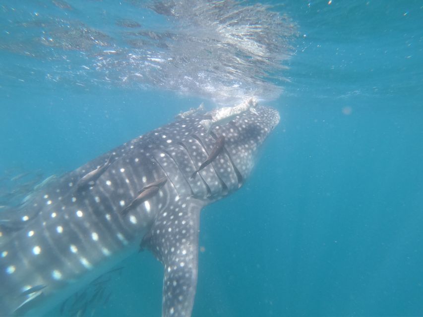 Cabo San Lucas: Full-Day Whale Shark Swimming Experience - Experience Highlights
