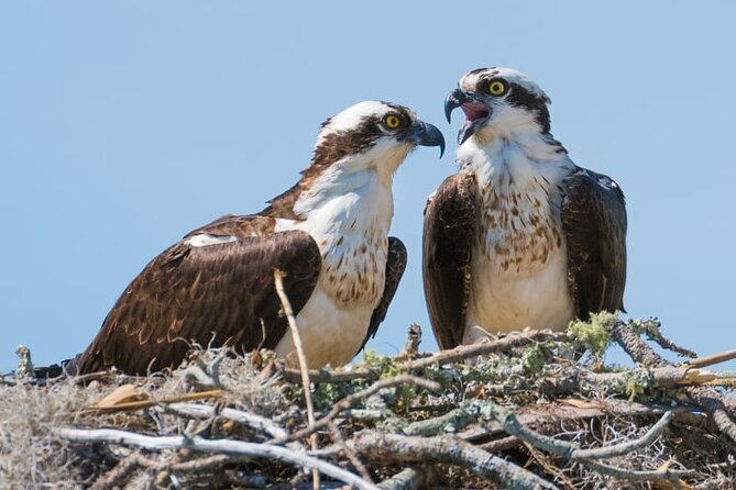 Cairngorms; Highest Mountains, Bonnie Lochs & Ancient Forests - Wildlife Encounters in the Park