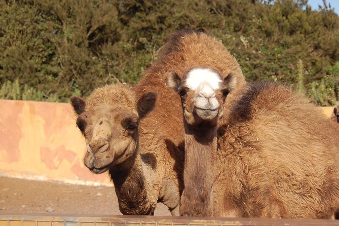 Camel Riding Tour at El Tanque, Tenerife - Encounter Animals