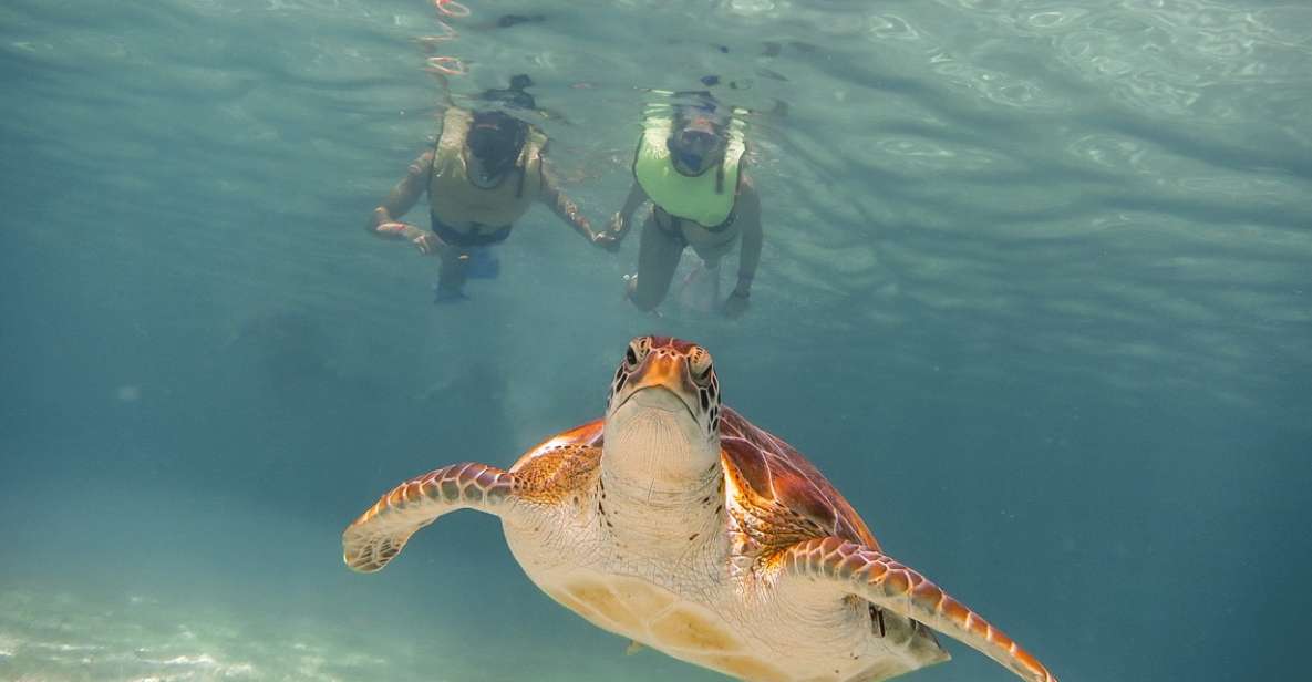 Cancun: Akumal Turtles and Cenote Snorkeling Tour - Experience Highlights