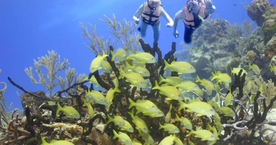 Cancun: Cancun Cenote Tour & Snorkeling - Experience Highlights